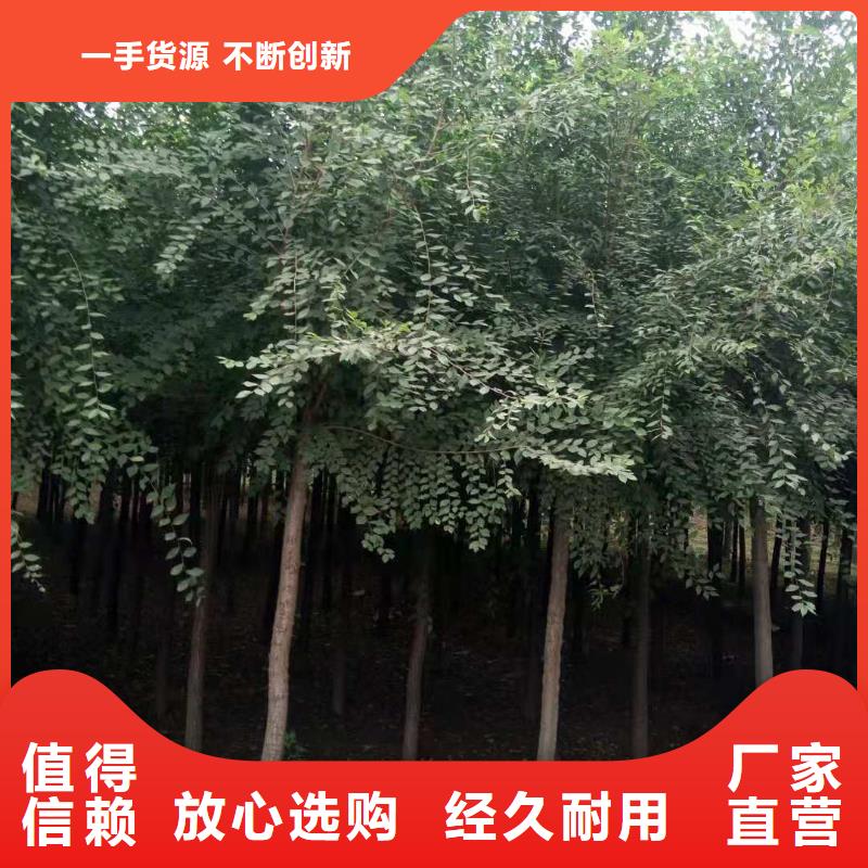 2025价格优惠#白榆#本地厂家同城公司