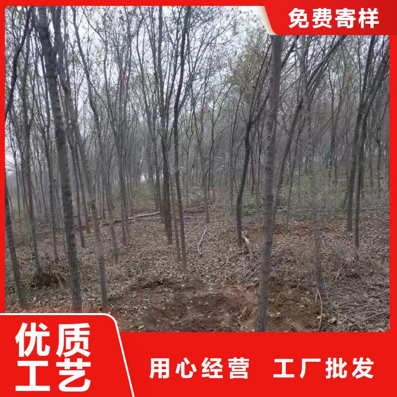 博白白榆期待与您合作