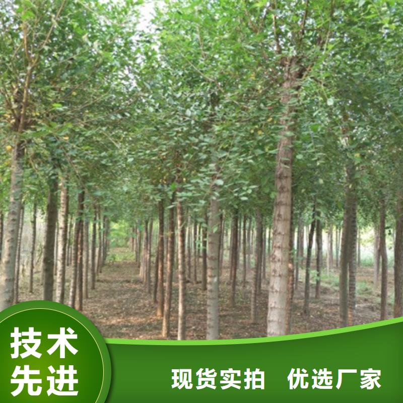 博白白榆实体厂家直销