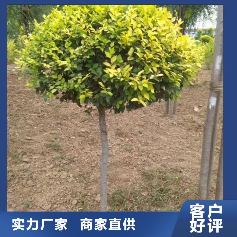 金叶榆省心的选择