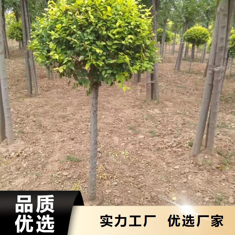 定制金叶榆的批发商