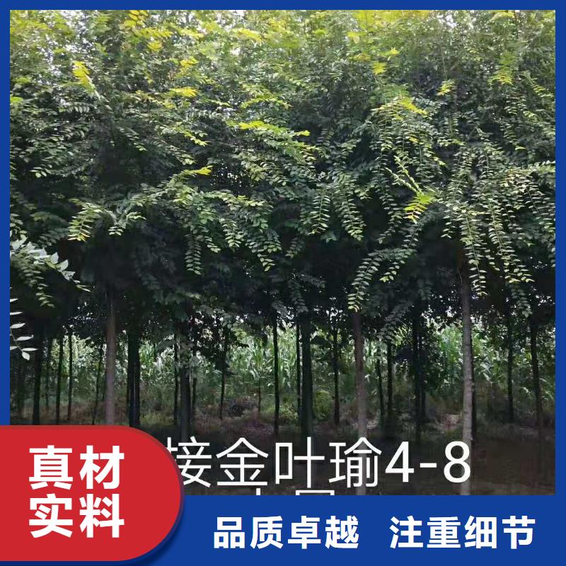 金叶榆贴心服务