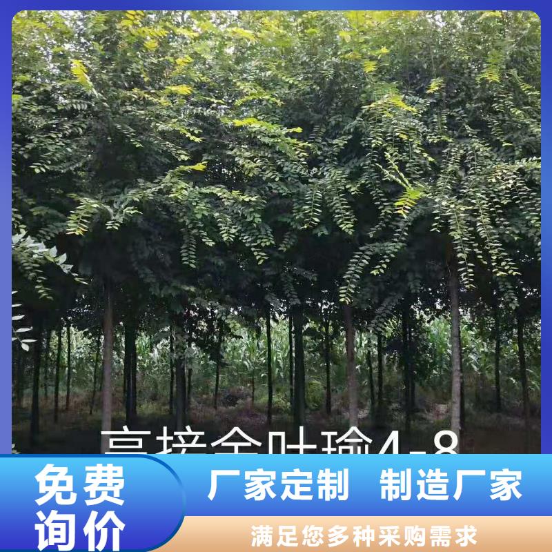 金叶榆生产直销