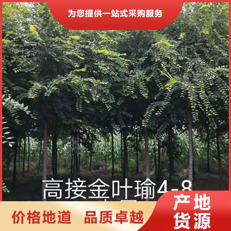 金叶榆贴心服务