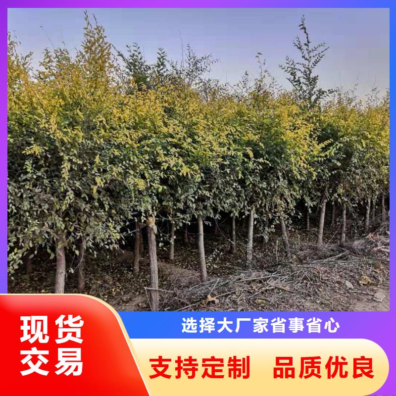 供应金叶榆_精选厂家