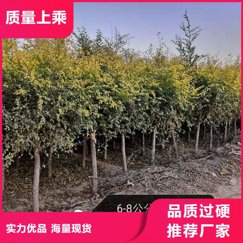 金叶榆-批发价格-优质货源
