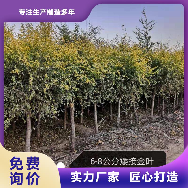 现货供应金叶榆