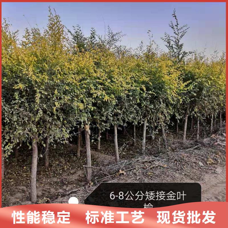 批发金叶榆的基地