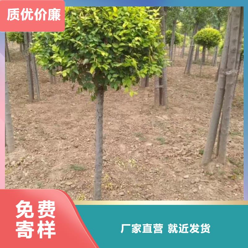 金叶榆-厂家直供