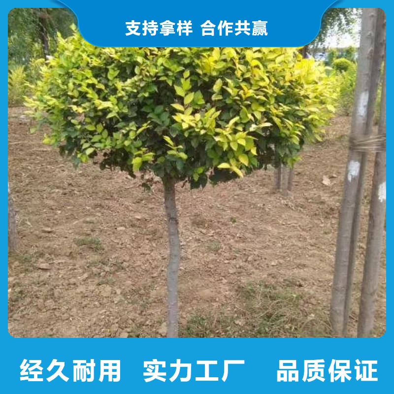 金叶榆生产直销