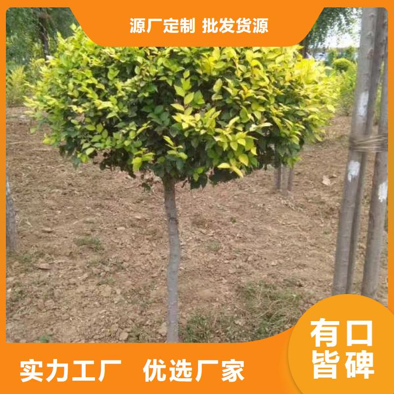 现货供应金叶榆