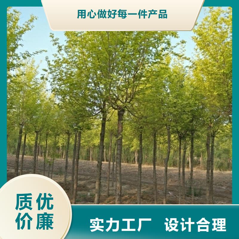 金叶榆报价及时