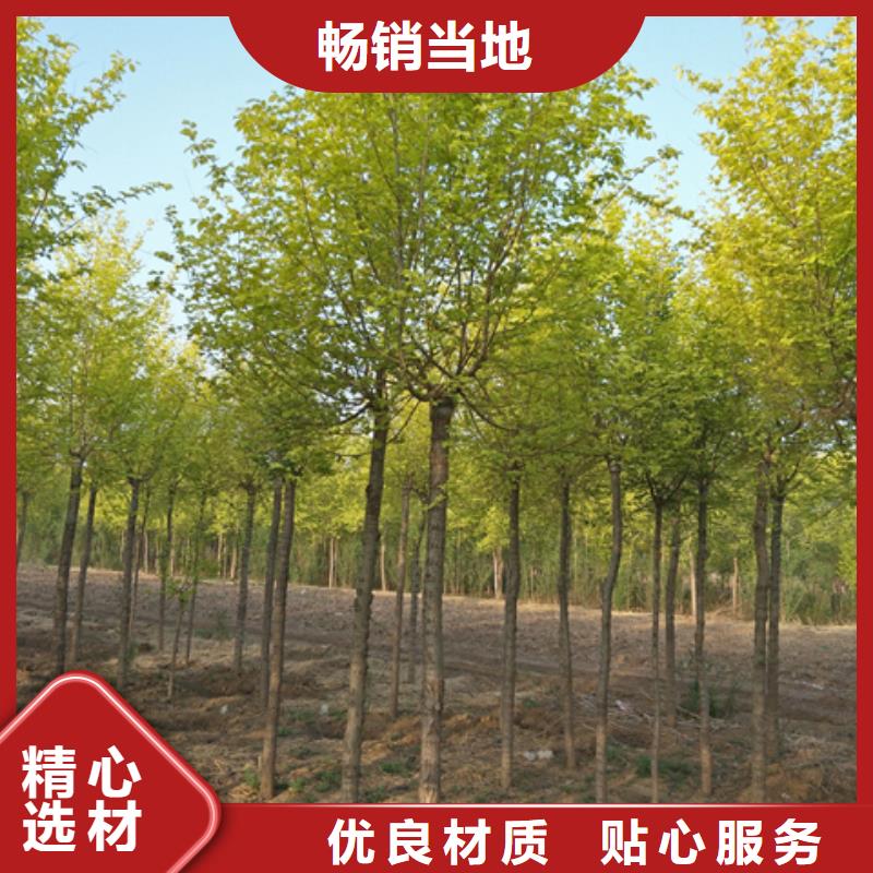 金叶榆大厂家值得信赖