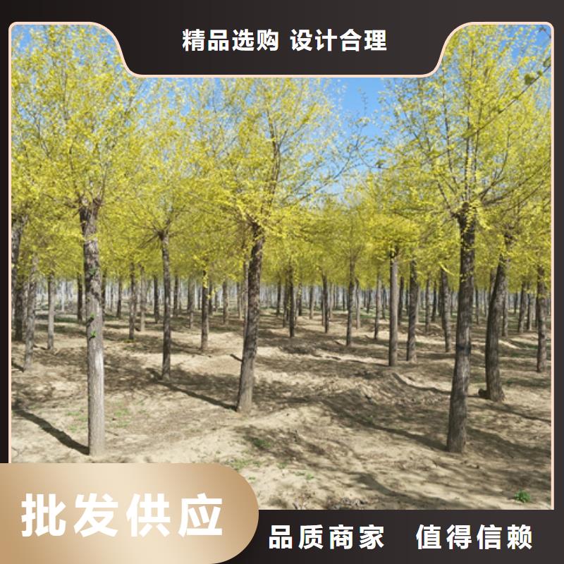 金叶榆厂商