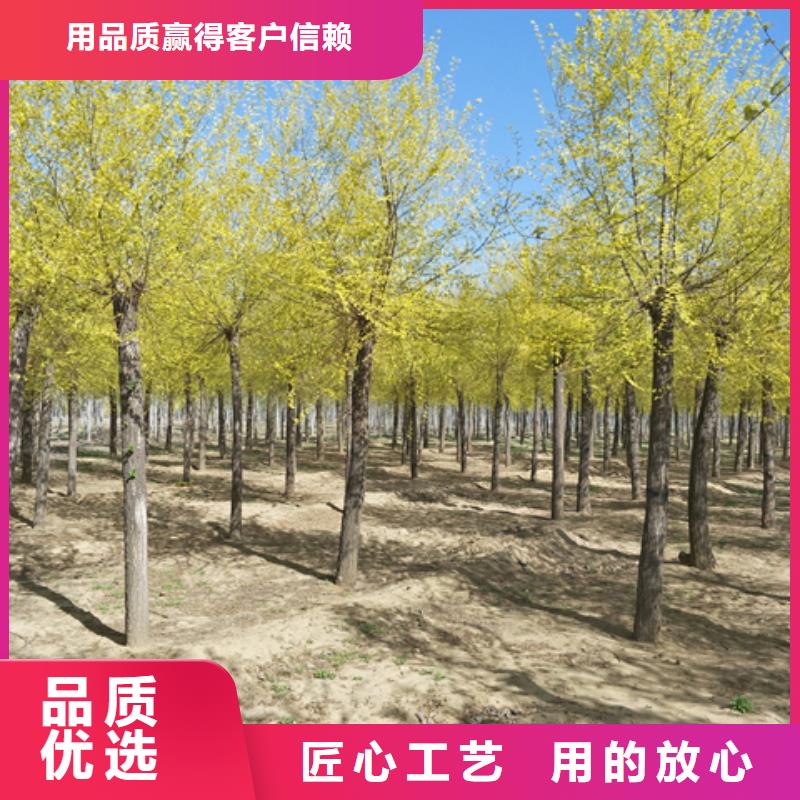 金叶榆优质商家
