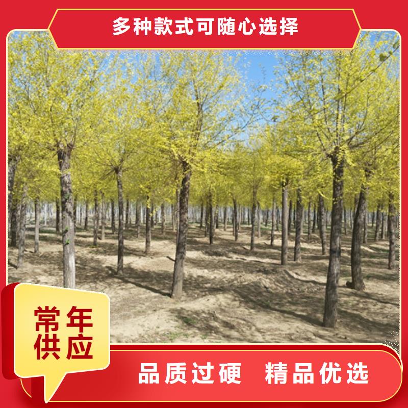 金叶榆企业-实力雄厚