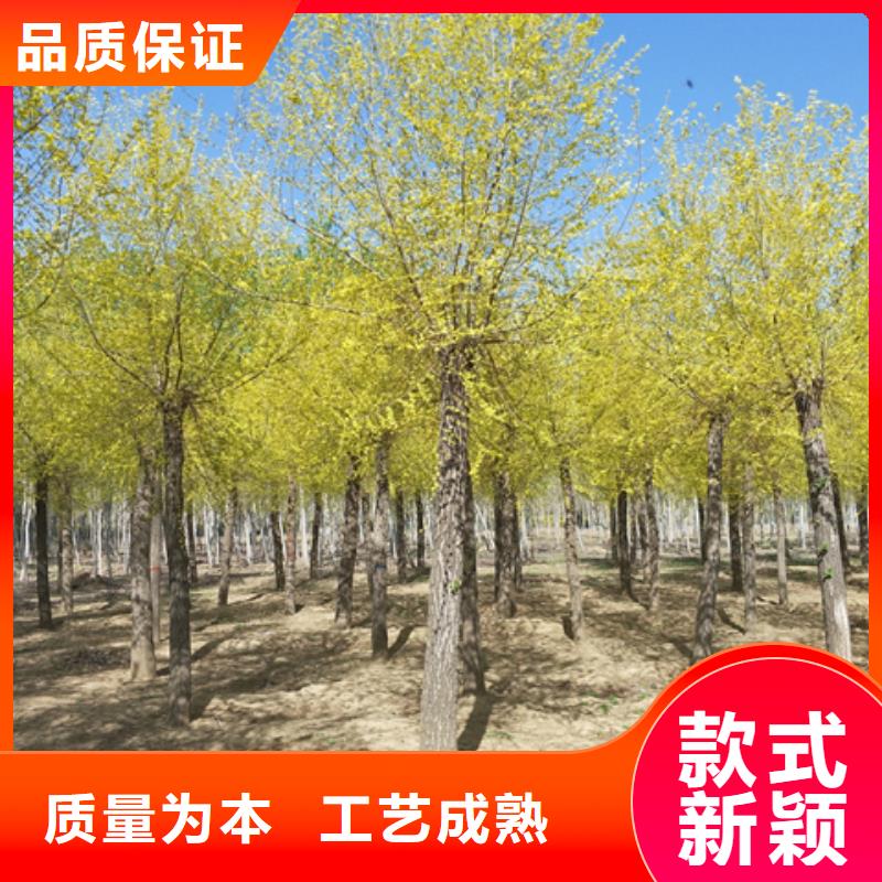 金叶榆优质商家