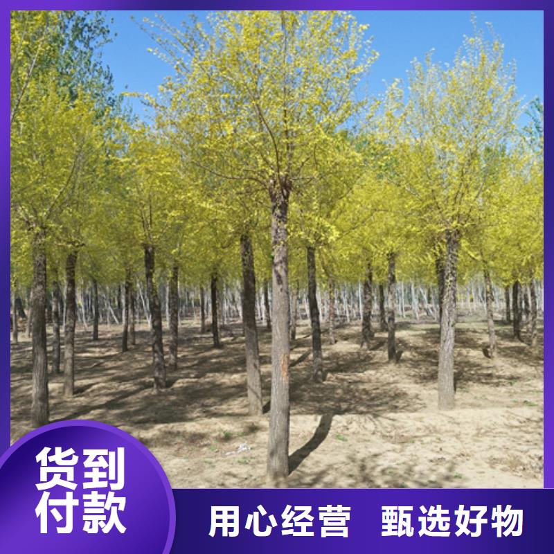 金叶榆生产直销