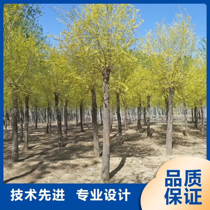 金叶榆-厂家直供