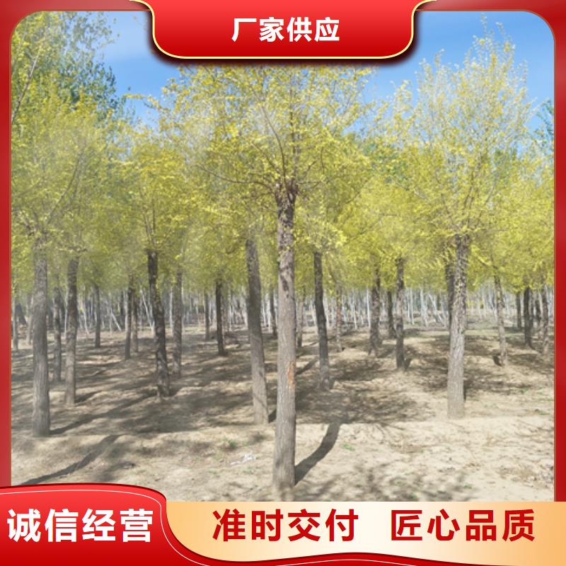 定做金叶榆