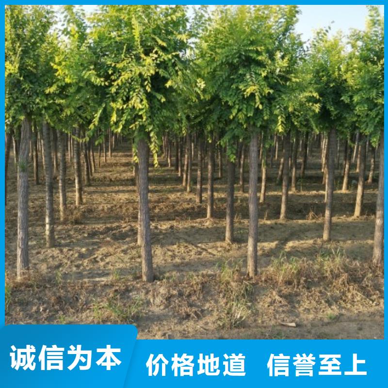 金叶榆报价及时
