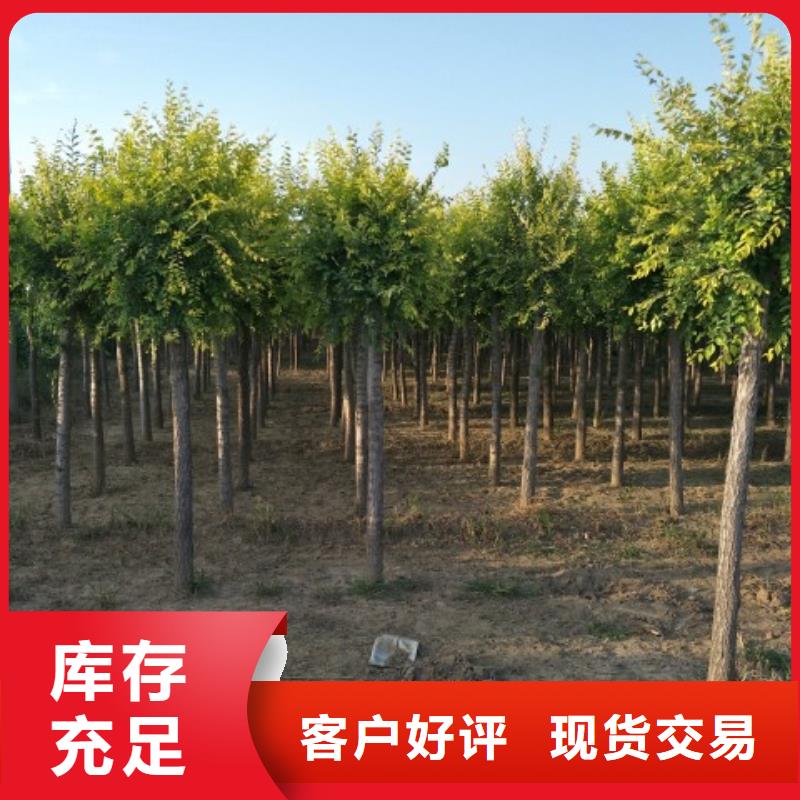 金叶榆大厂家值得信赖