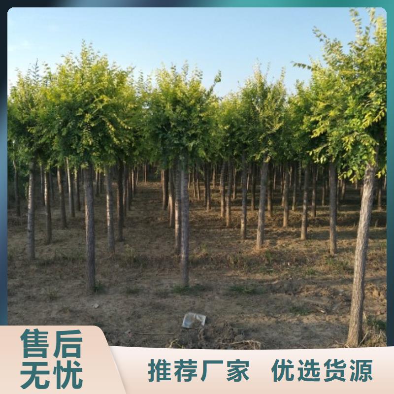 性价比高的金叶榆供货商