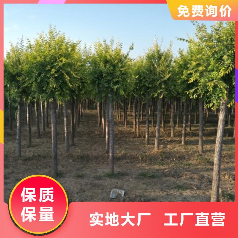 金叶榆随时发货