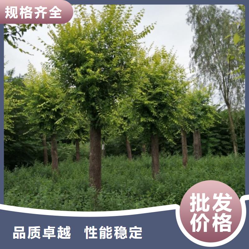 定制金叶榆的批发商