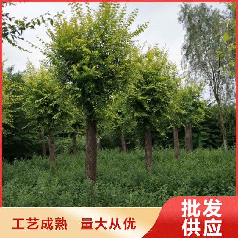 库存充足的金叶榆经销商