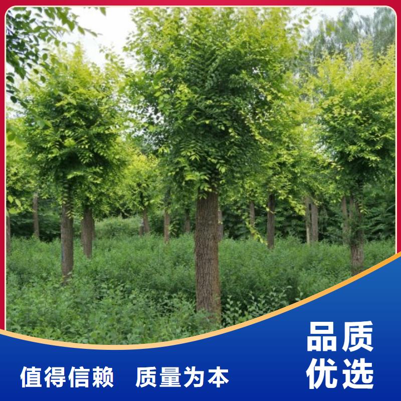周边金叶榆厂家