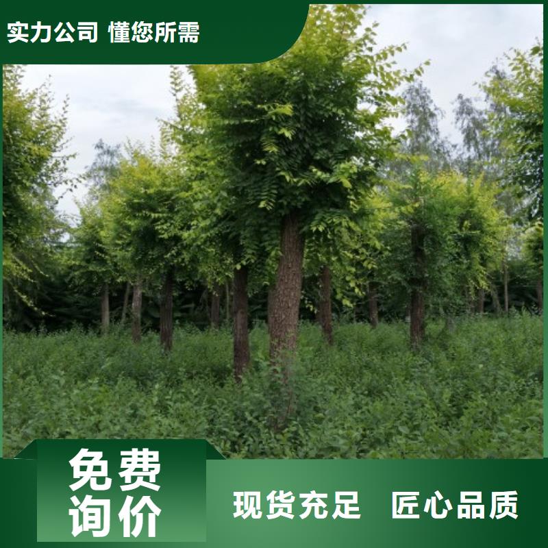金叶榆实力厂家生产