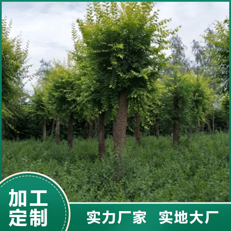 金叶榆设备生产厂家