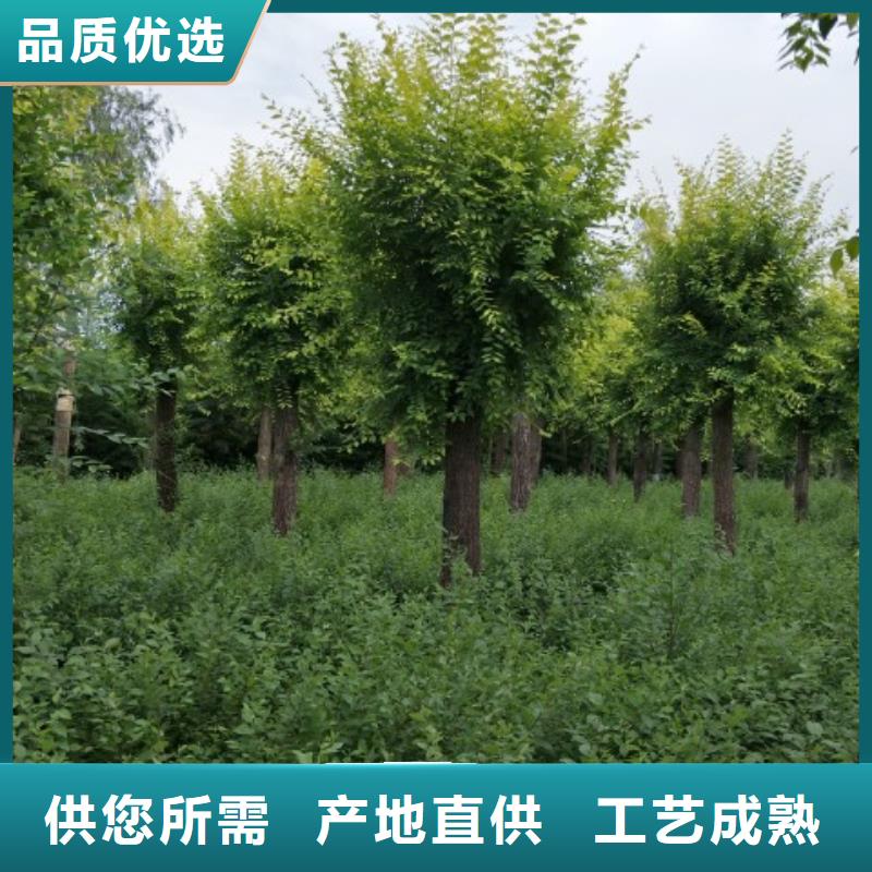 金叶榆报价及时