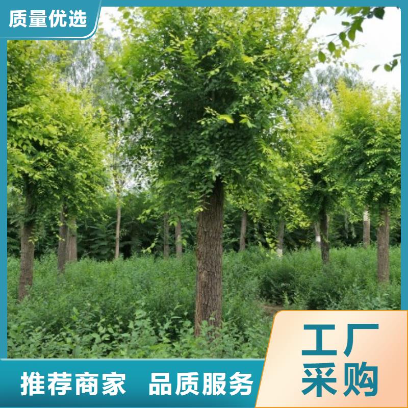 现货供应金叶榆