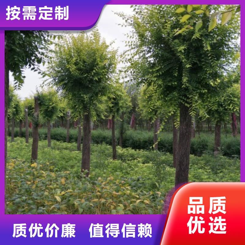金叶榆设备生产厂家