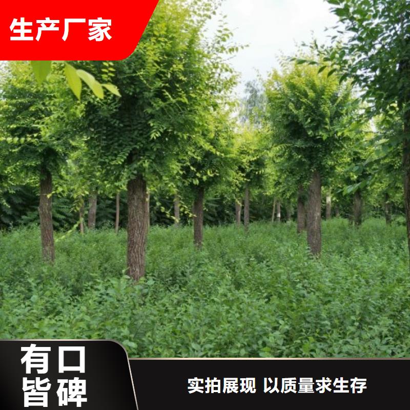 金叶榆企业-可接急单