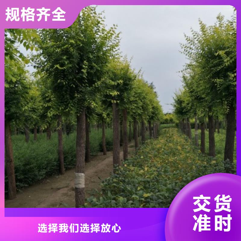 采购金叶榆必看-规格全