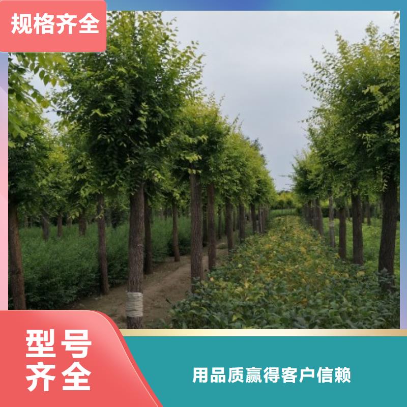 金叶榆企业-可接急单