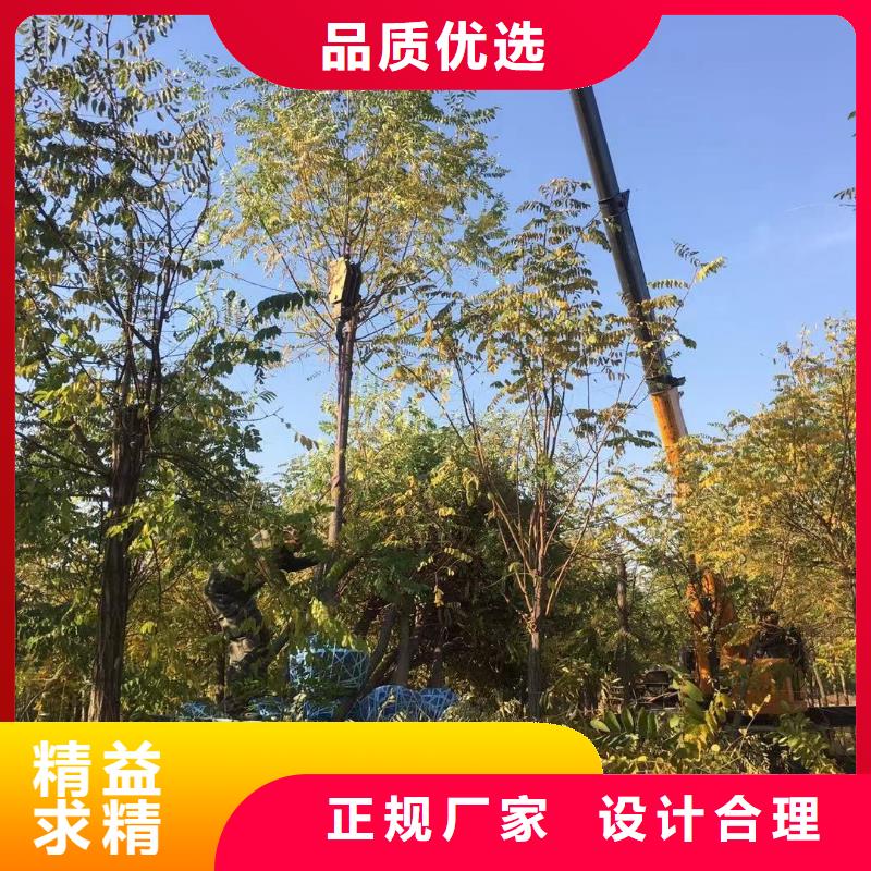 采购洋槐必看-可信赖