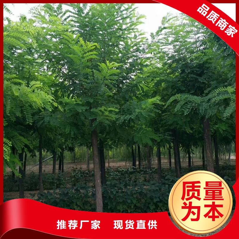 洋槐质量认证