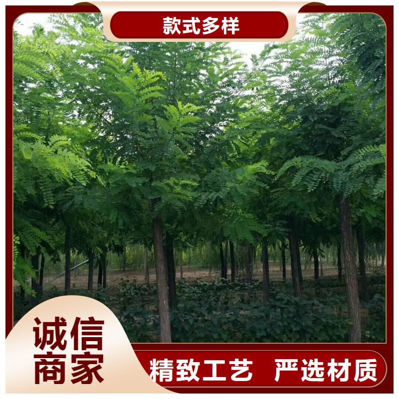 购买洋槐-现货充足有保障