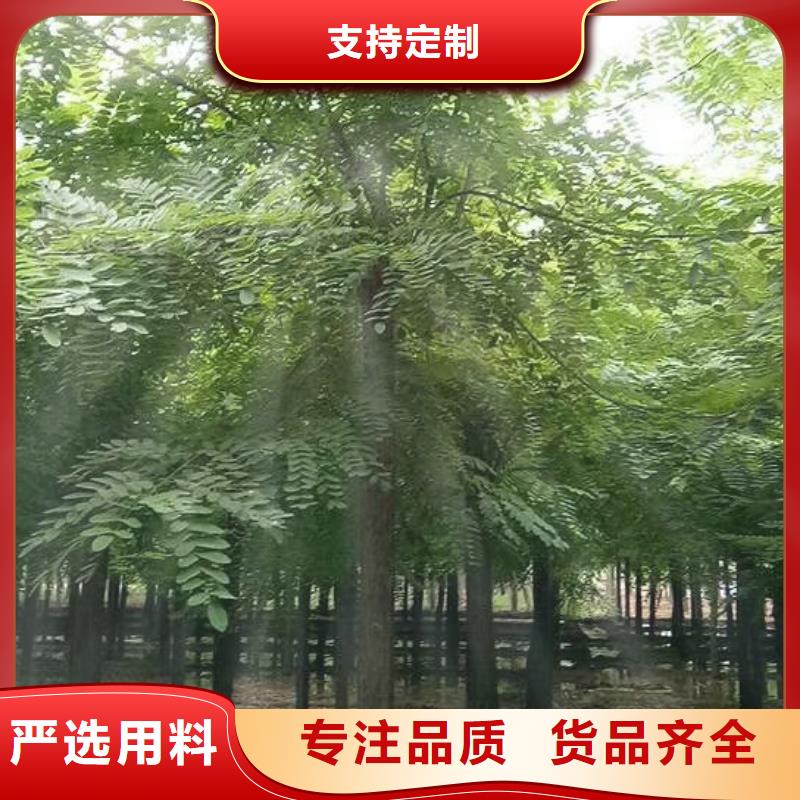 洋槐参数详情