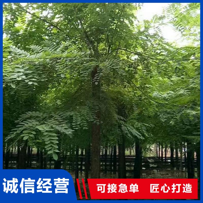 洋槐厂家服务周到