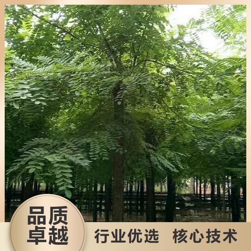 购买洋槐-现货充足有保障