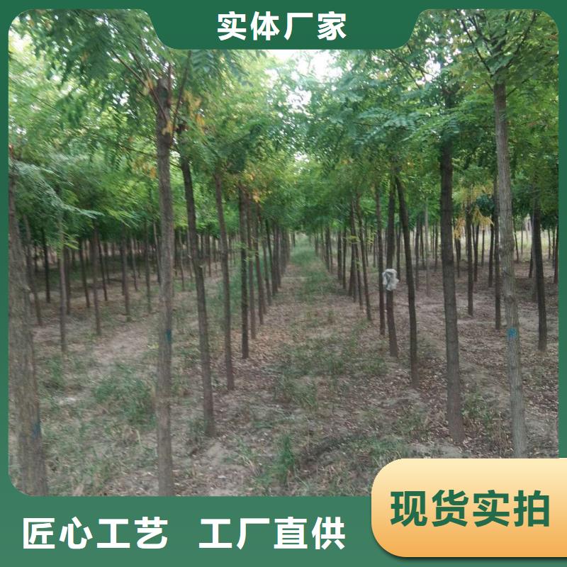 洋槐-洋槐供货商