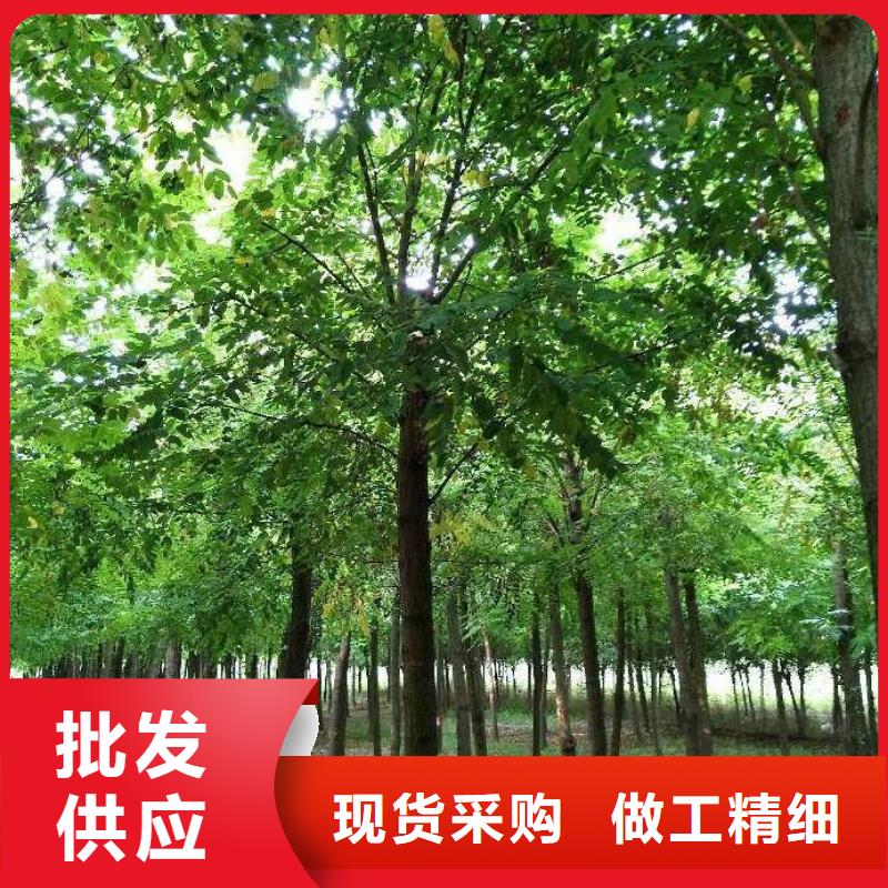 洋槐质量认证