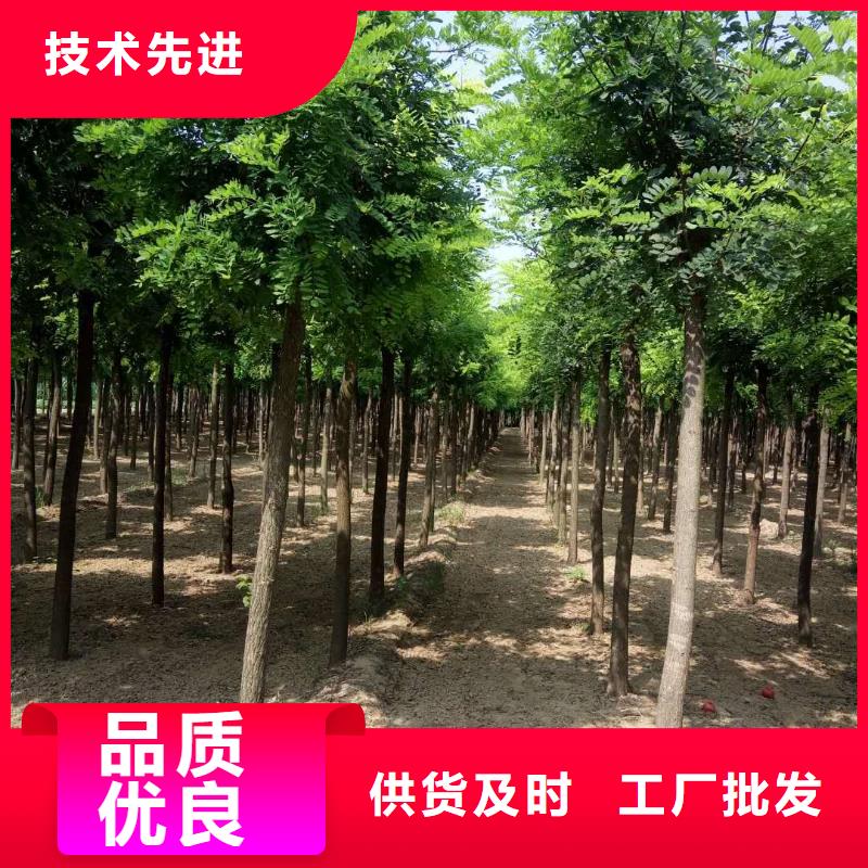 洋槐选材用心
