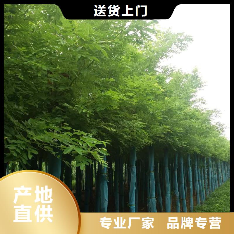 洋槐_支持定制