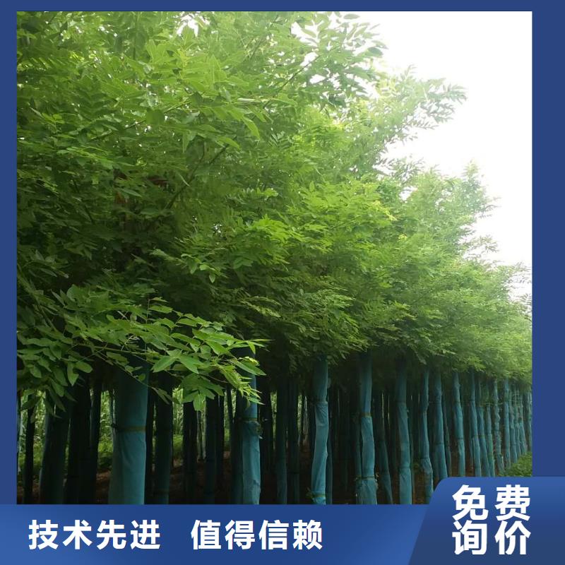 重信誉洋槐供应商